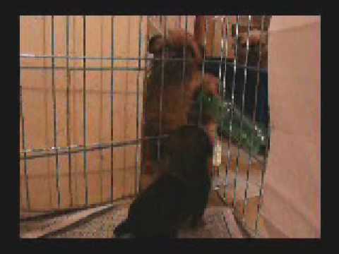 Brussels Griffon puppies