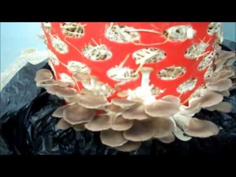 how to harvest huge mushrooms