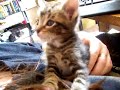 Sweetest Kitten Ever