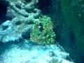 videos de Nemo i sasa