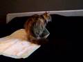 Bulan giving birth to new born Maine Coon kittens 