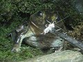 American Bullfrog tong-fed crickets