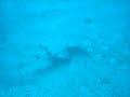 Hidden Angel Shark Tenerife