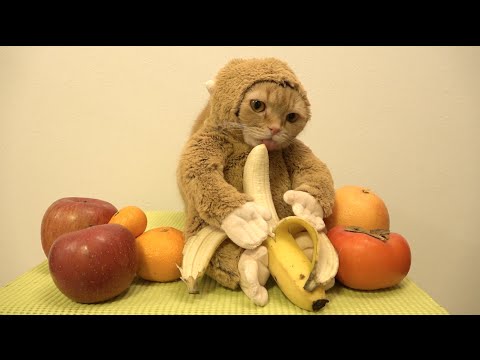 Кіт у ролі мавпочки з бананом підірвав мережу (ВІДЕО)