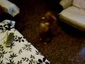 videos de mi perrita Nana, pequeña pero matona.