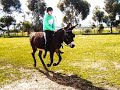 training njika for geelong show donkey race training njika for geelong show donkey race