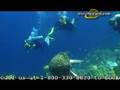 Bonaire Vacations, Bonaire Hotels, Luxury Resorts Vacations