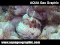 ?????????,Red-spotted blenny