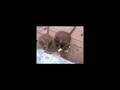Adult baboon uses water to get bread softer