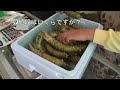 採れたて本わさびの選び方 | How to choose horseradish
