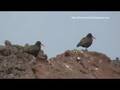 Pilpilén negro - Haematopus ater - (SilvestresChile)