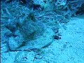 Conch hop Bahamas Conch hop Bahamas