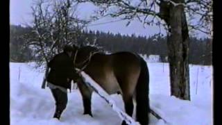 Bonden Sven Jansson plogar snö med Prinsen 1994-0