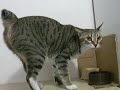 my kittens 3