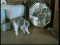 Gatos doidos