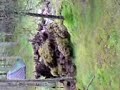 psy Forest 2 video