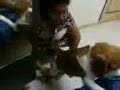 Beagle gets a massage Beagle gets a massage