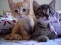 Xtremely CUTE - Beautiful kittens