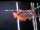 Feng Shui Fish - Asia Arowana Dragon Fish Feng Shui Fish - Asia Arowana Dragon Fish