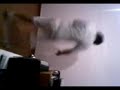 baile flogger de javier