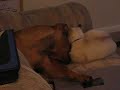 cat and dog lovers cat and dog lovers