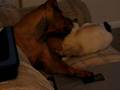 cat and dog lovers
