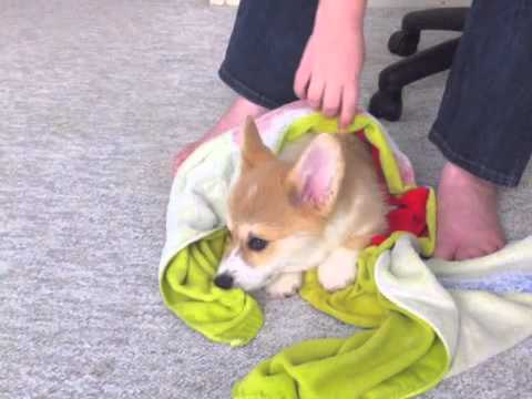 Toby plays with towel