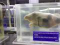 videos de Museo de patologia veterinaria