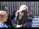 Birds of Prey Part 3