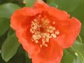 Pomegranates: Fruits and Flowers