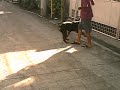 Another Look @ my Rott Another Look @ my Rott