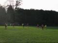 videos de Oakley FC 4-0 Botley Village