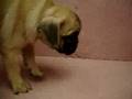 07/06 巴哥 Pug-母幼犬1號-日新犬舍