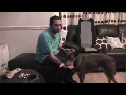how to administer kennel-jec 2