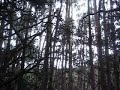 Singing Eucalypti