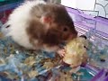 Petpet munchies Petpet munchies