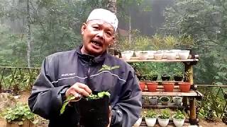 Tips Sehat Alami Bersama Abah Edy: Khasiat Ki Saat