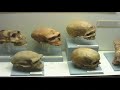 museo arqueológico de granada 1/2
