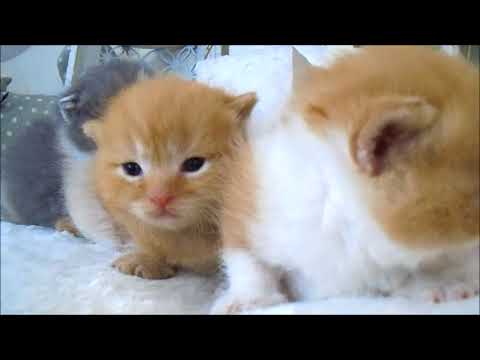 YouTube Preview Image