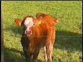 825 Jahre Hohenfelde. Hohenfelder leben Hohenfeler Leben. - Thumb #2