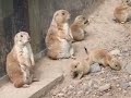 Prairie Dogs