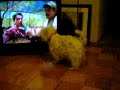 violent westie