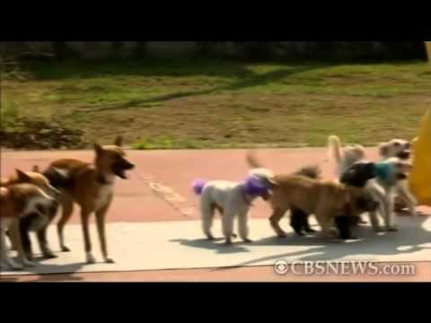 Watch My Dog Skip Online Watch My Dog Skip Online