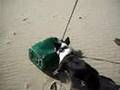 Bull Terrier Miniatura video