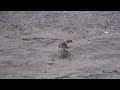 New Zealand Dotterel on Tapotupotu Bay