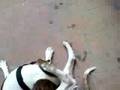 brod y sheyla amstaff