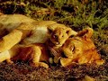 henri-salvador-le-lion-est-mort-ce-soir-karaoke.html