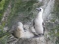 Esta ave tiene su centro en las islas guaneras del Perú, emigrando hacia el sur en Marzo o Abril, para volver en los meses de Septiembre y Octubre. Sin embargo, algunos grupos se quedan para anidar en la costa o islas costeras de la zona central. su forma de pescar, entrecerrando las alas y cayendo al mar en un clavado casi vertical desde una altura considerable. Aunque puede pescar solo o en grupos de 2 o 3 ejemplares, también es frecuente verlo en bandadas de 20 o 30, realizando todos dicha maniobra en forma conjunta. Exclusivamente marino, depende en gran medida de la anchoveta, pez que necesita de las aguas frías de la corriente de Humboldt. Anida en acantilados y grietas de rocas. El nido es muy sencillo, con unos pocos huiros o algas, oa veces sin nada. Normalmente se encuentran 3 huevos similares a los de los cormoranes, pero un poco más grandes, con medidas promedio de 61 por 42 mm. Rara vez se encuentran 2 o 4. Ambos padres incuban los huevos y la cría se alimenta de peces semi digeridos metiendo su pico en la garganta del adulto. Junto con el cormorán es una de las principales aves guaneras.