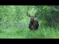 Bull Moose in Back Yard