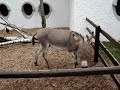 Donkey